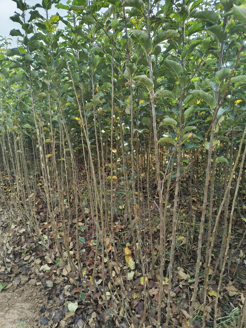 苹果苗