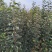 苹果苗