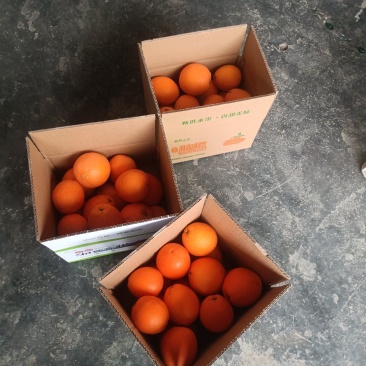 一件代发纽荷尔椪柑