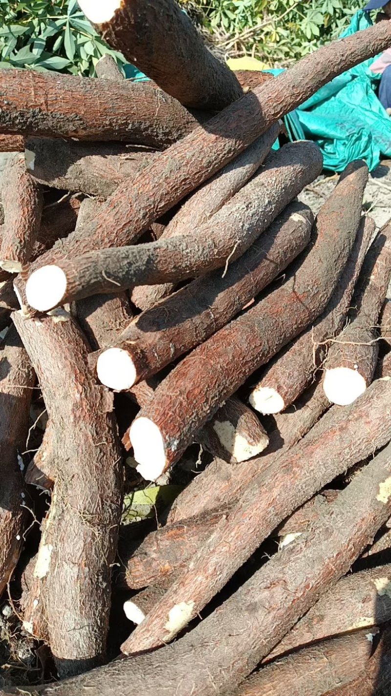正宗华南9号去皮黄心木薯新鲜广西黄肉面包木薯