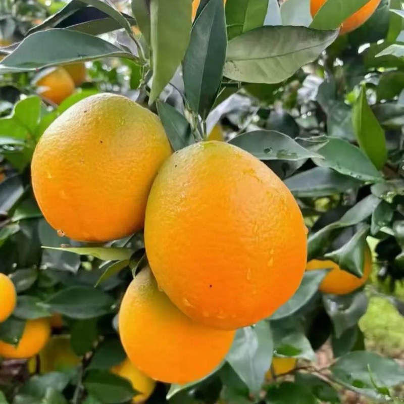 【精选奉节脐橙】重庆基地直供果园直发现摘现发质量保证