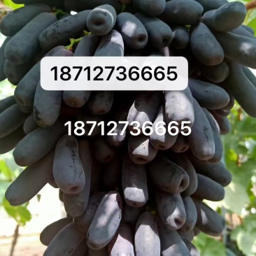 需要的朋友可以联系我品种多
