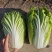 精品白菜大量上市需要的联系我颜色绿质量保证基地直供发全国