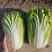 精品白菜大量上市需要的联系我颜色绿质量保证基地直供发全国