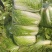 精品白菜大量上市需要的联系我颜色绿质量保证基地直供发全国