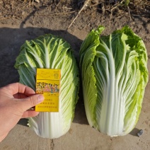 精品白菜大量上市需要的联系我颜色绿质量保证基地直供发全国