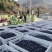 太行山无核黑枣产地直发。