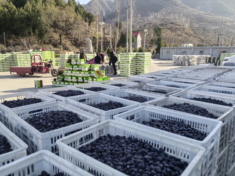 太行山无核黑枣产地直发。
