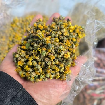 中药材猫爪草