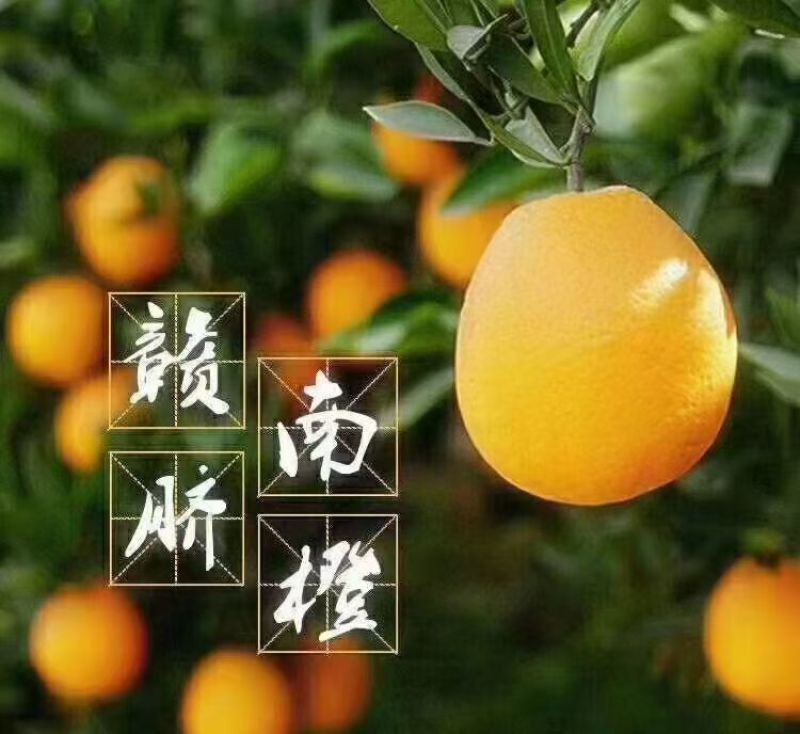 赣南脐橙，产地直发，货真价实，一手货源，欢迎下单