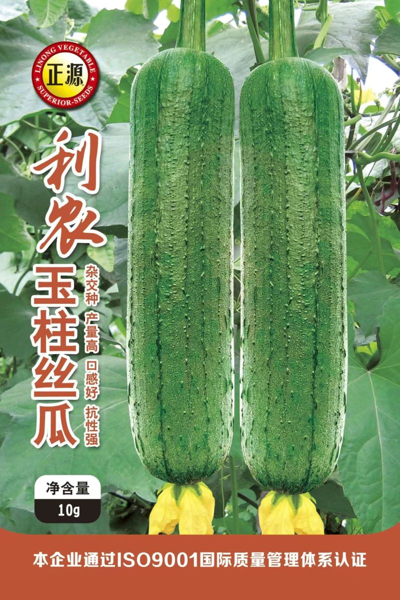 丝瓜种子玉柱丝瓜和利农新研发短硬棒高产丝瓜品种翠绿色
