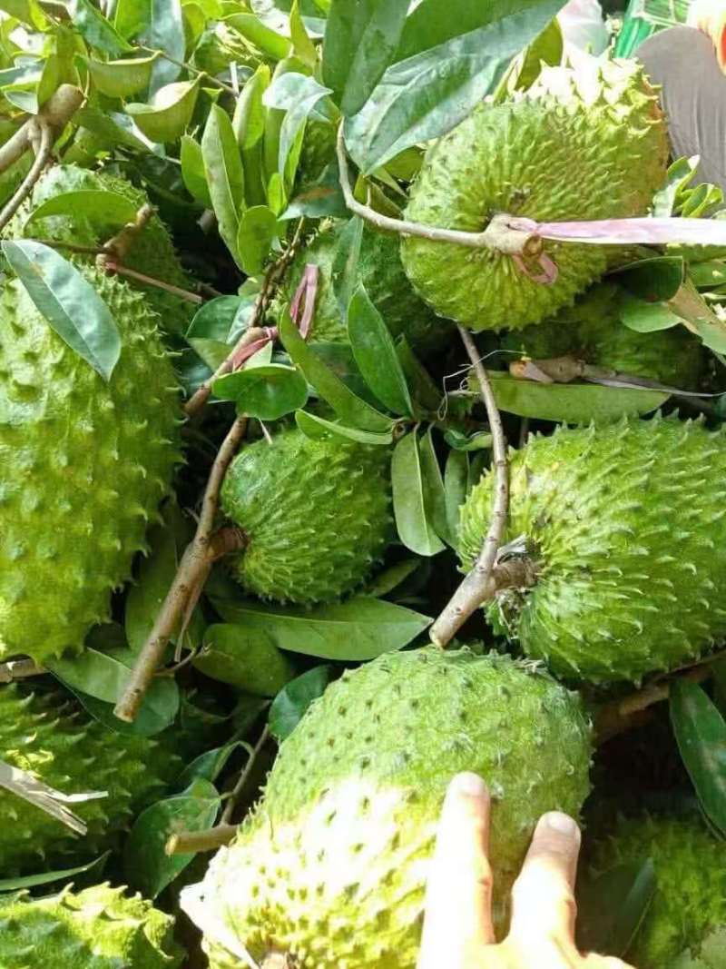 刺果番荔枝红毛榴莲电商代发对接各大平台识货的找我