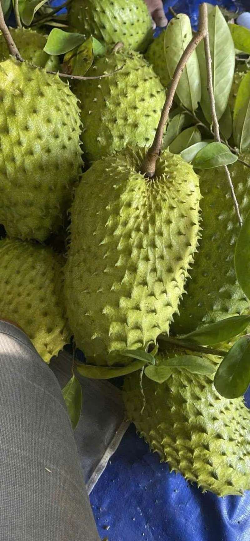 刺果番荔枝红毛榴莲电商代发对接各大平台识货的找我