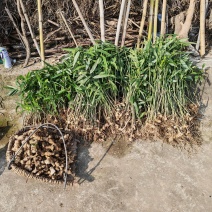 卖老虎姜，黄精。200斤左右，带价私