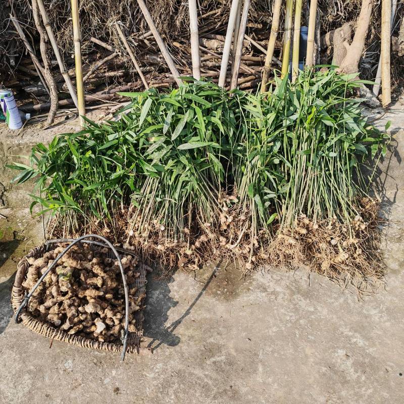 卖老虎姜，黄精。200斤左右，带价私