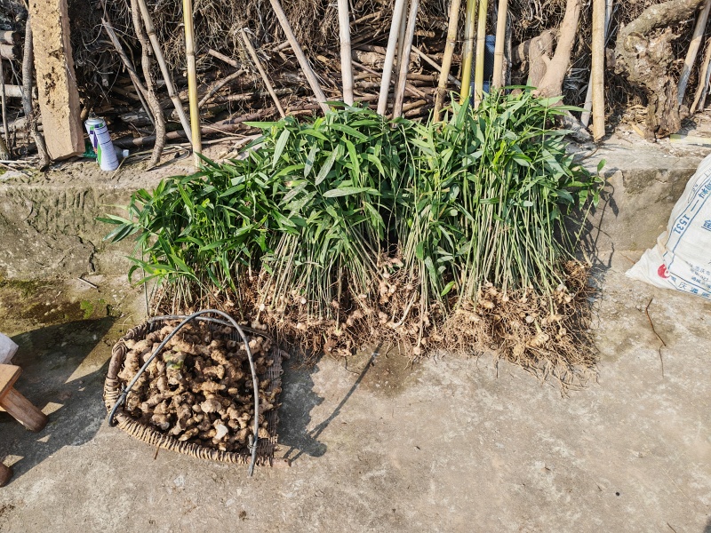卖老虎姜，黄精。200斤左右，带价私