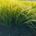 观叶植物金叶石菖蒲地苗，基地有量，欢迎来订购
