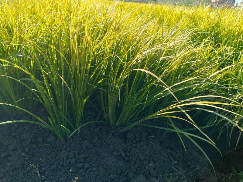 观叶植物金叶石菖蒲地苗，基地有量，欢迎来订购