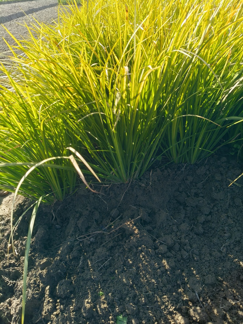 观叶植物金叶石菖蒲地苗，基地有量，欢迎来订购