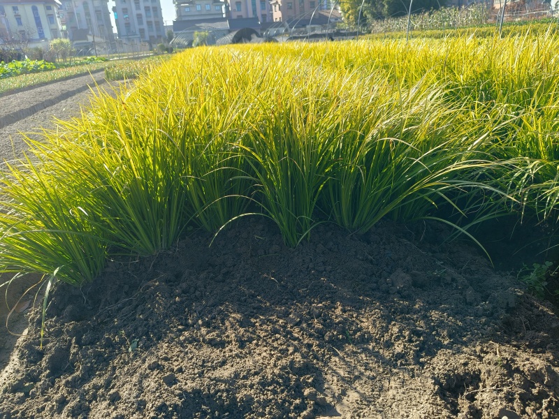 观叶植物金叶石菖蒲地苗，基地有量，欢迎来订购