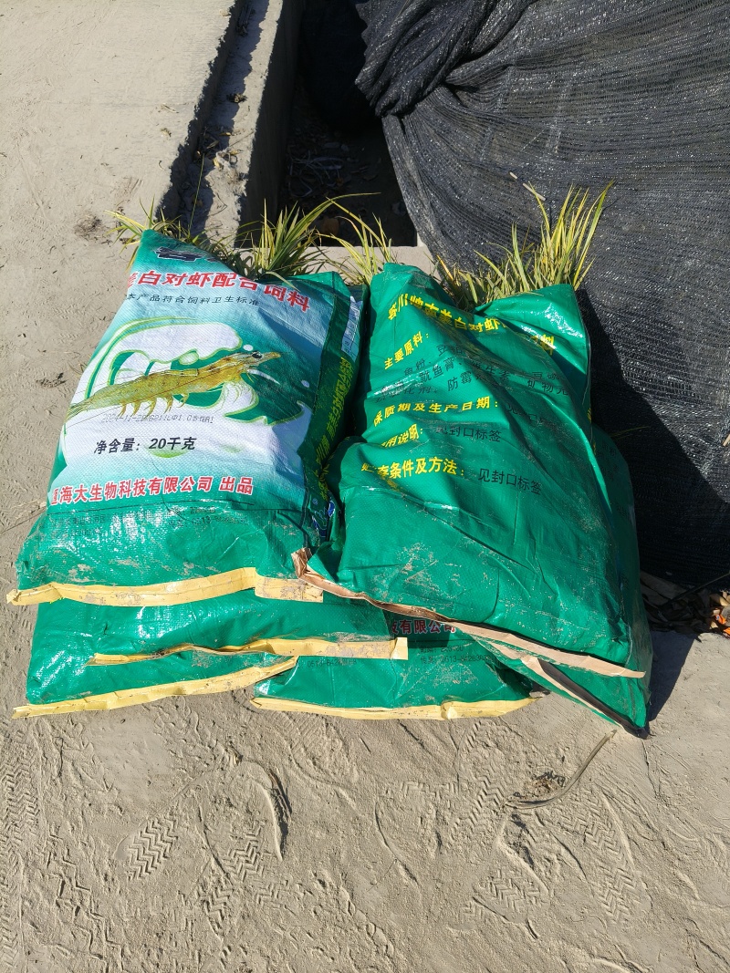 观叶植物金叶石菖蒲地苗，基地有量，欢迎来订购