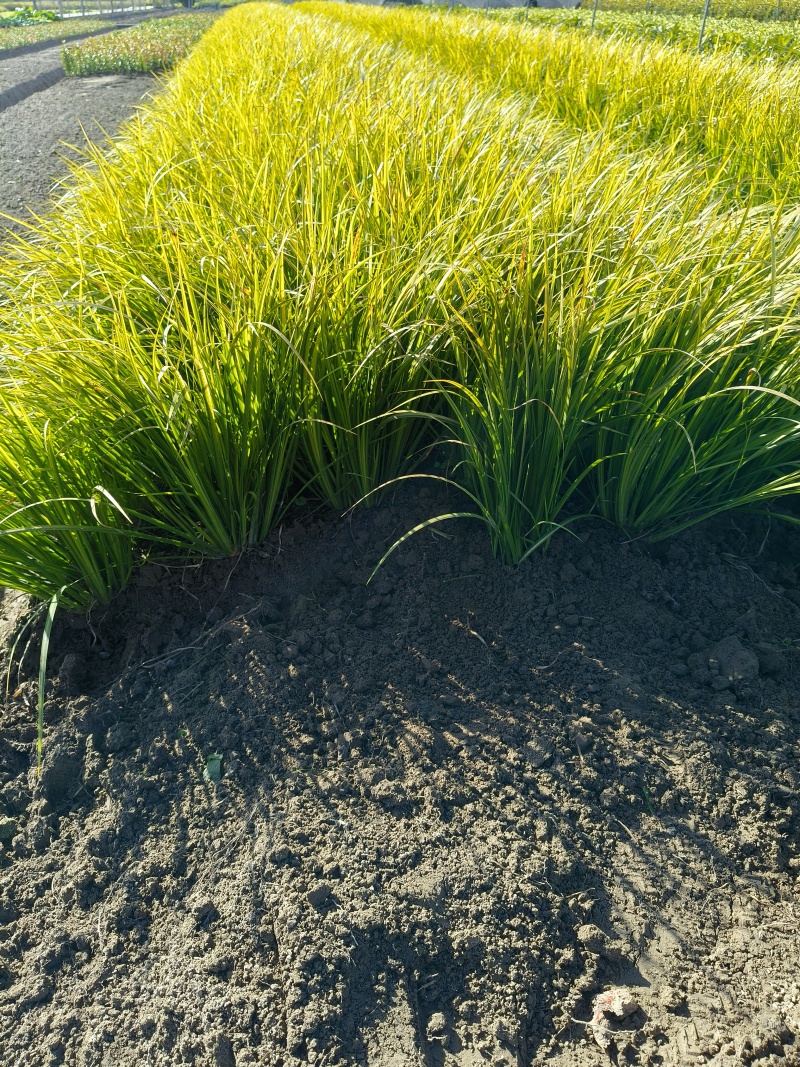 观叶植物金叶石菖蒲地苗，基地有量，欢迎来订购