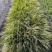 观叶植物金叶石菖蒲地苗，基地有量，欢迎来订购