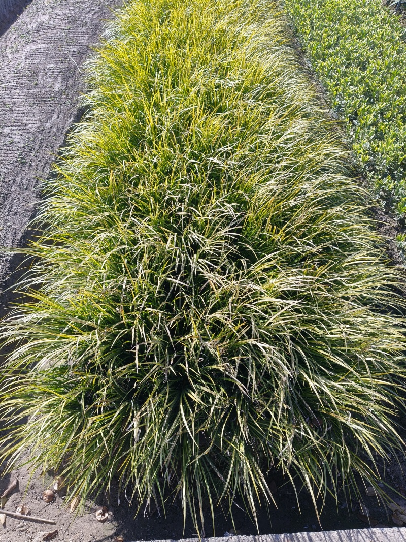 观叶植物金叶石菖蒲地苗，基地有量，欢迎来订购