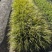 观叶植物金叶石菖蒲地苗，基地有量，欢迎来订购