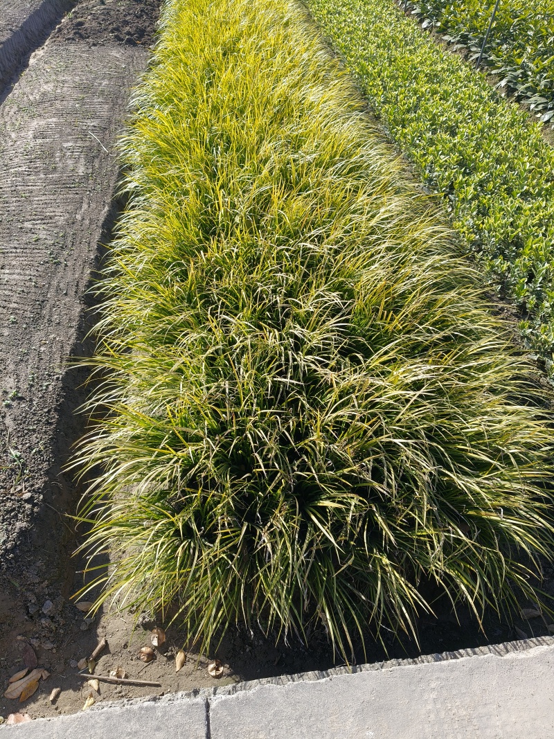 观叶植物金叶石菖蒲地苗，基地有量，欢迎来订购