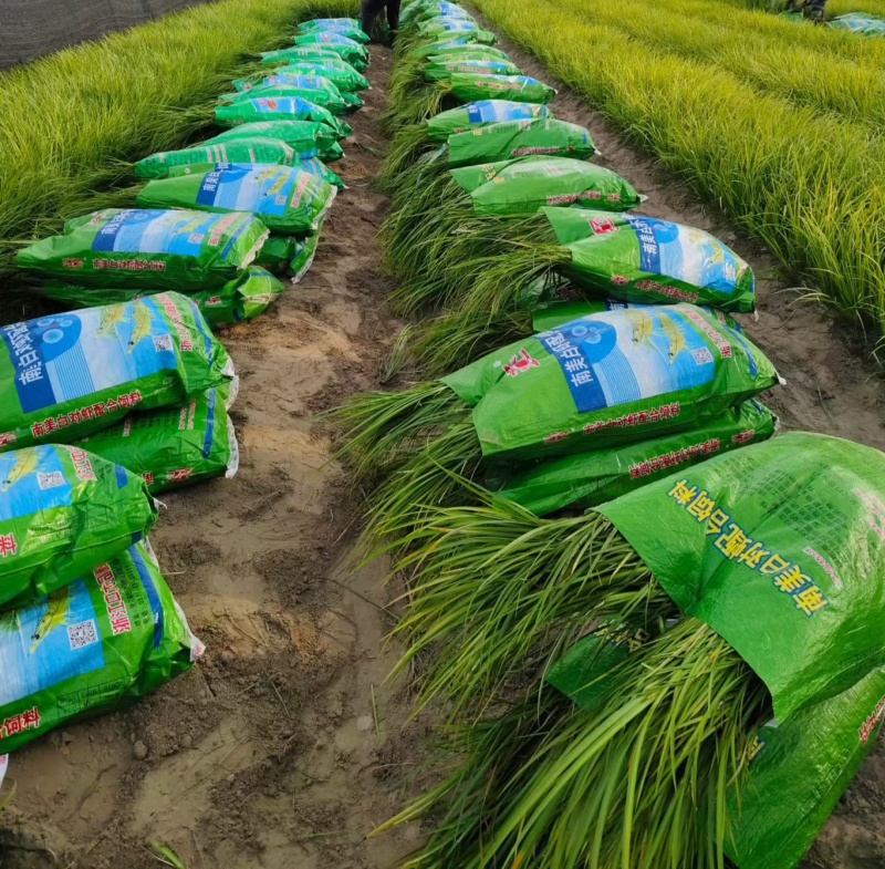 观叶植物金叶石菖蒲地苗，基地有量，欢迎来订购