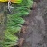 观叶植物金叶石菖蒲地苗，基地有量，欢迎来订购
