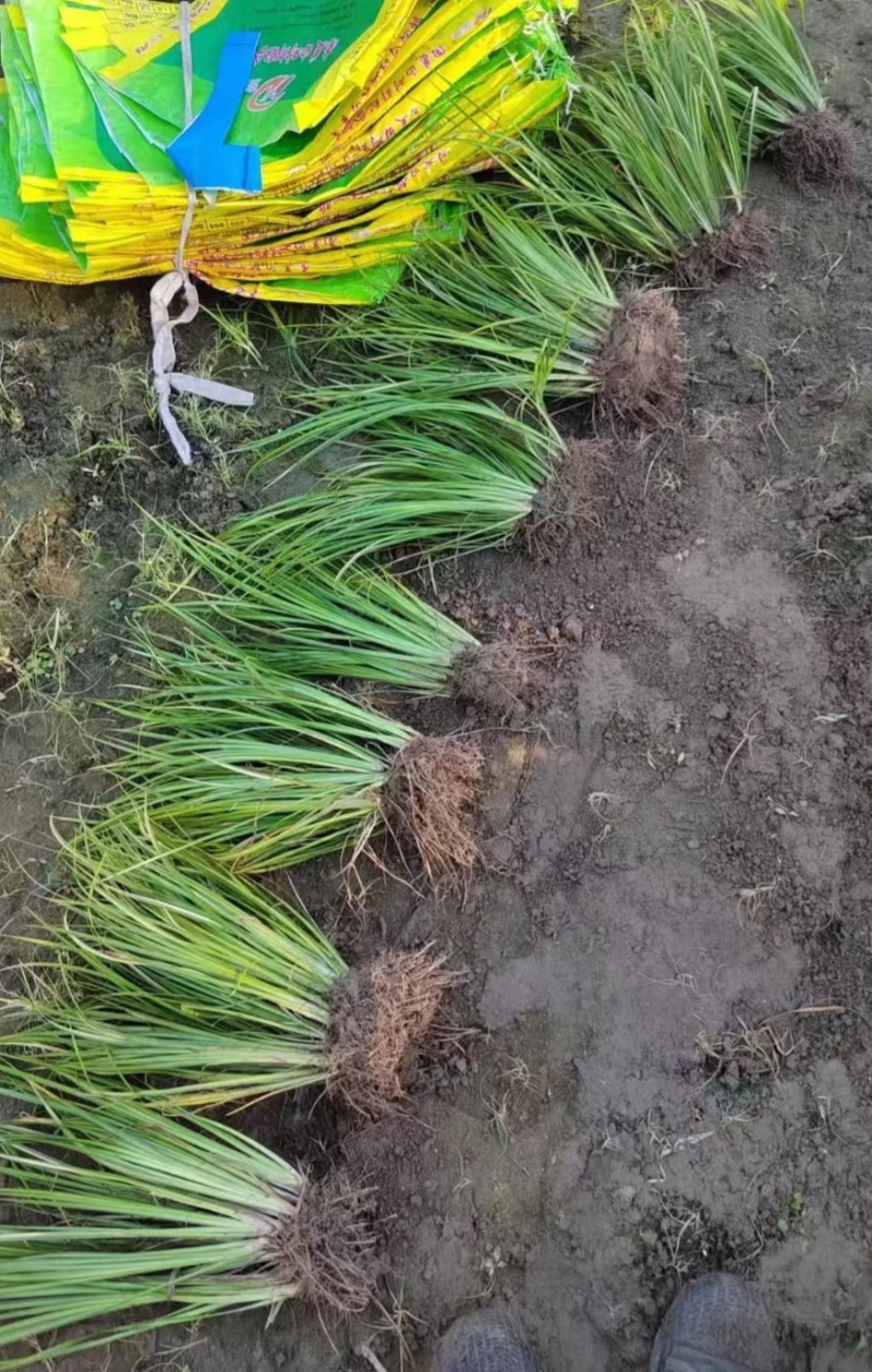 观叶植物金叶石菖蒲地苗，基地有量，欢迎来订购