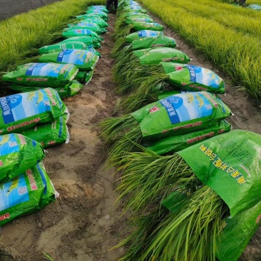 观叶植物金叶石菖蒲地苗，基地有量，欢迎来订购