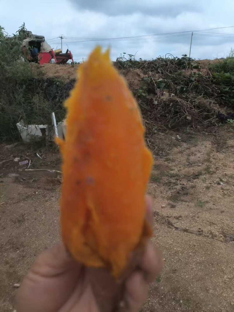 红薯烟薯价格美丽一手货源品质保证服务周到欢迎联系