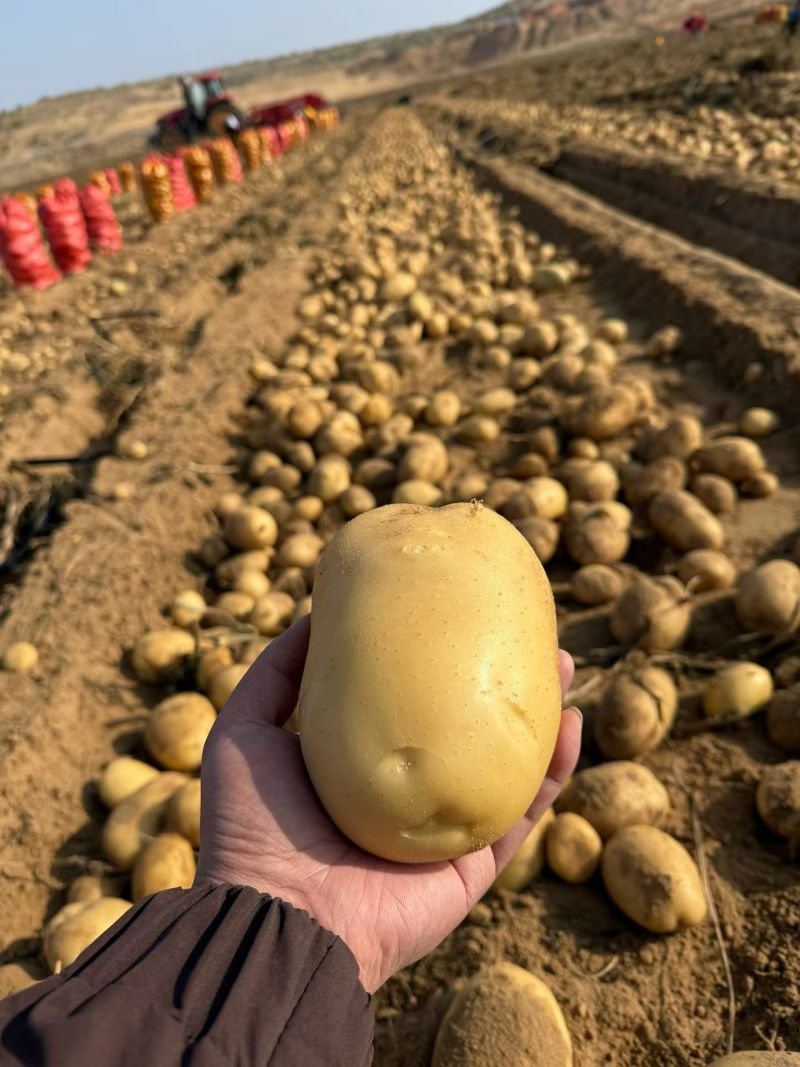 黄心土豆，软糯口感土豆脆爽土豆白心土豆，品种繁多