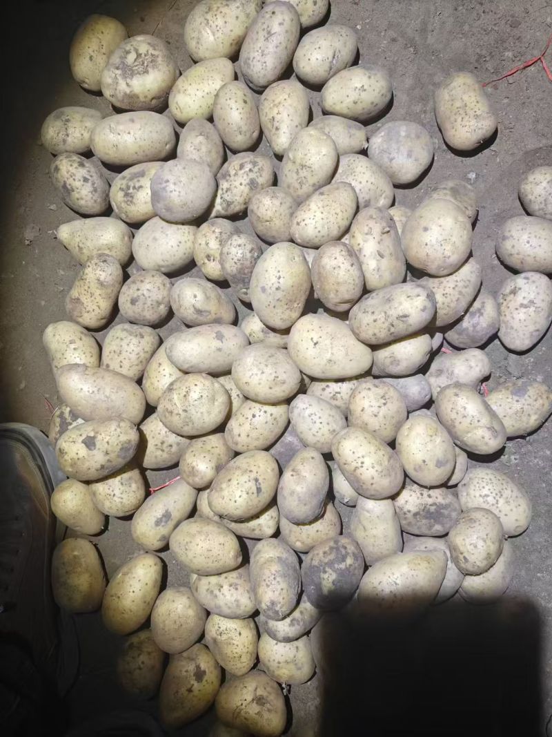 黄心土豆，软糯口感土豆脆爽土豆白心土豆，品种繁多