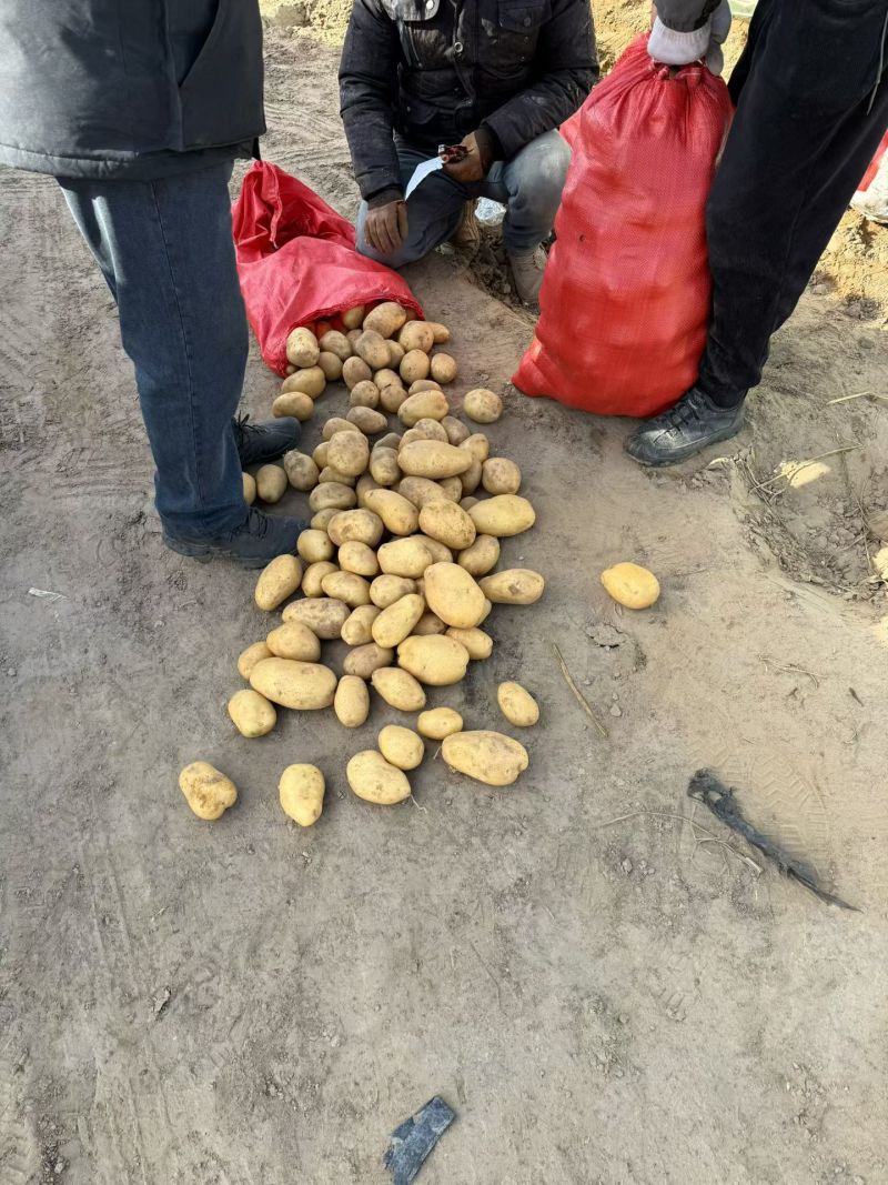 黄心土豆，软糯口感土豆脆爽土豆白心土豆，品种繁多