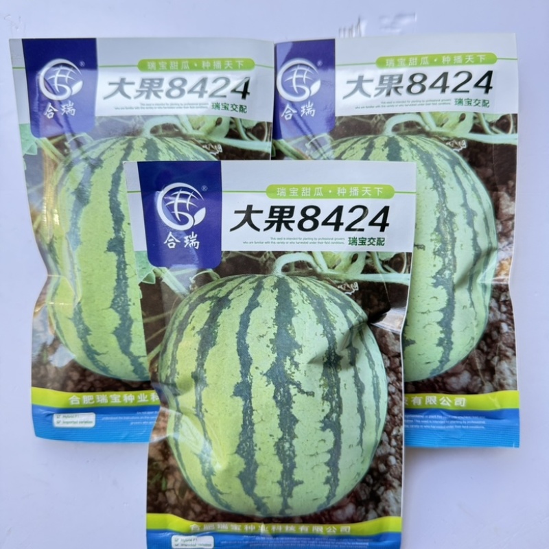 合瑞大果8424西瓜品种早熟红壤品种
