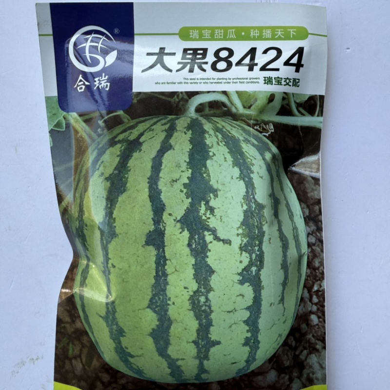 合瑞大果8424西瓜品种早熟红壤品种