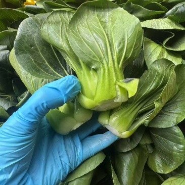 精品矮脚黑菜，小青仔对接全国量大从优欢迎咨询