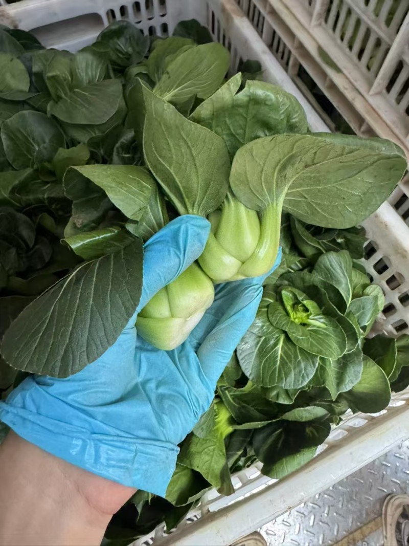 精品矮脚黑菜，小青仔对接全国量大从优欢迎咨询