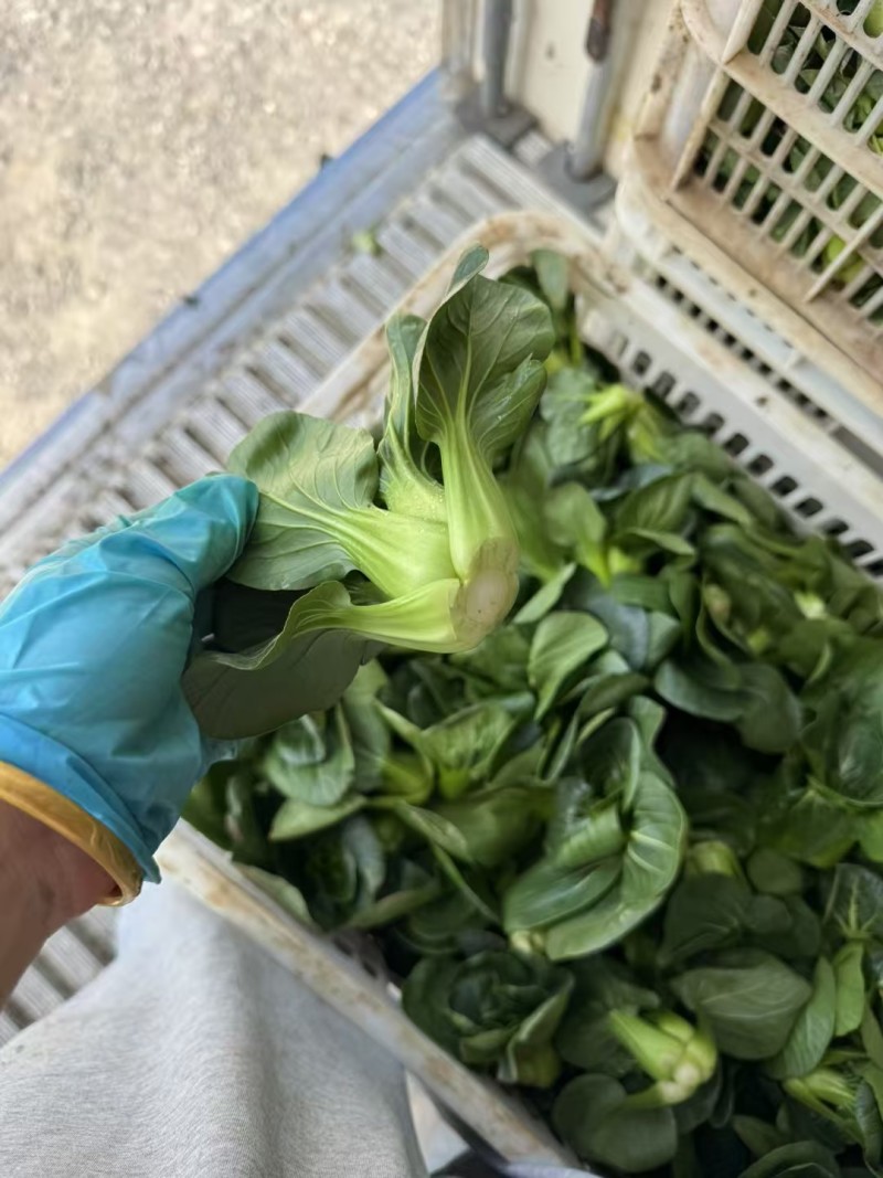 精品矮脚黑菜，小青仔对接全国量大从优欢迎咨询