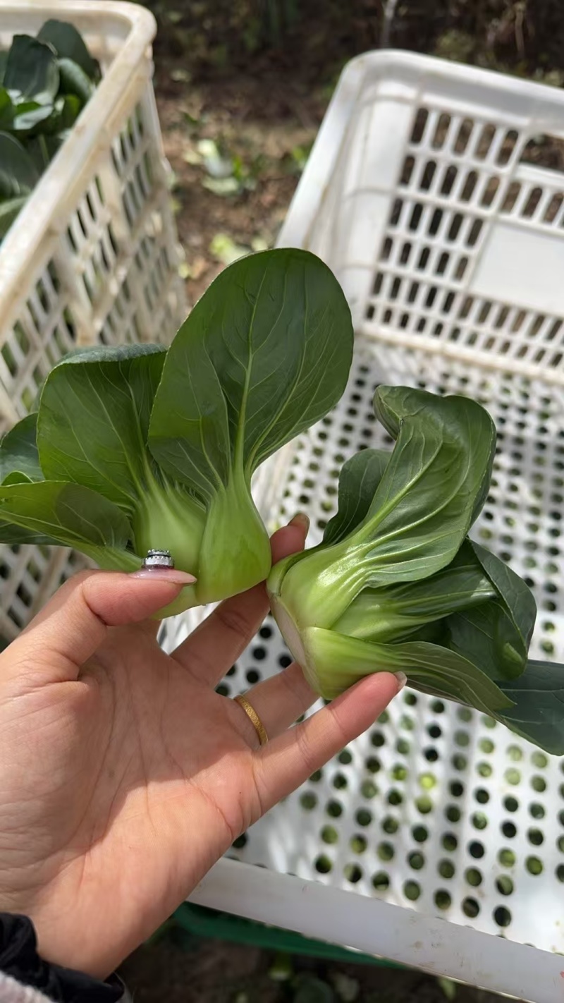 精品矮脚黑菜，小青仔对接全国量大从优欢迎咨询