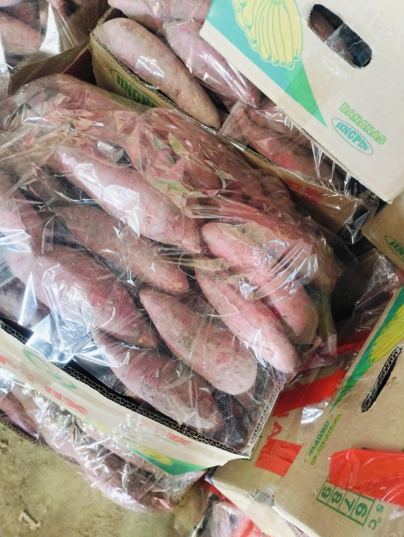 西瓜红红薯现货
