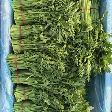 精品茼蒿产地直发量大从优质量保证欢迎咨询
