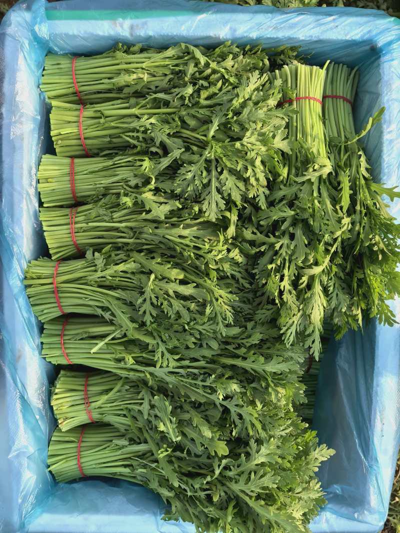 精品茼蒿产地直发量大从优质量保证欢迎咨询