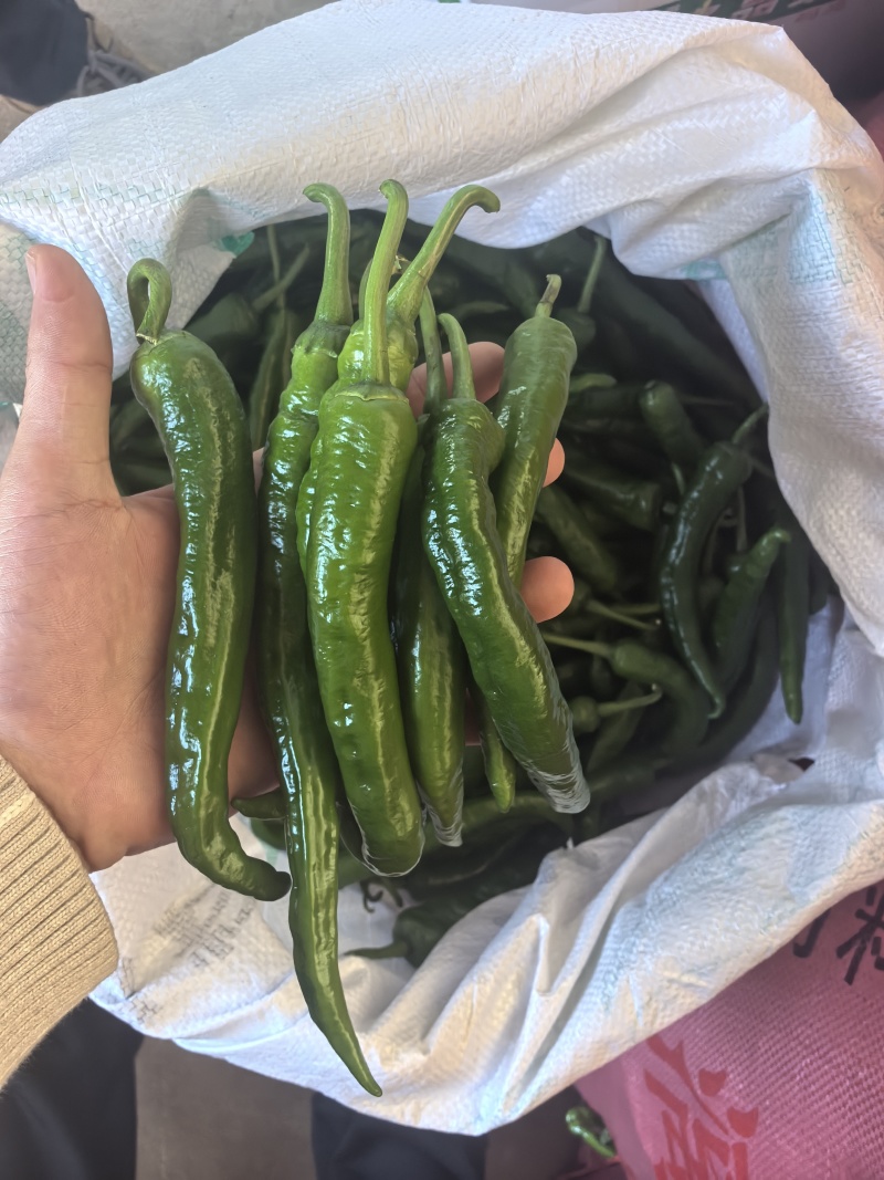 早尖辣椒早尖大量有货基地对接现摘现发