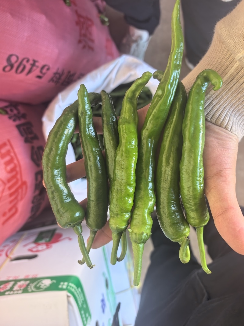 早尖辣椒早尖大量有货基地对接现摘现发