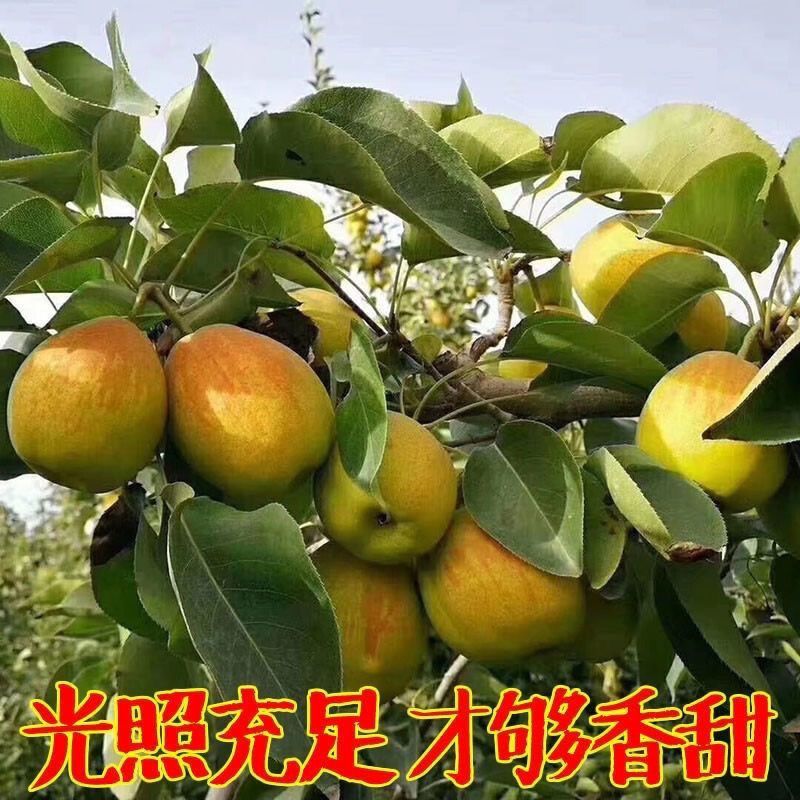 红香酥梨.新梨七号，皇冠梨，接团购，产地直发